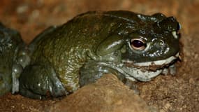 Un crapaud du désert de Sonora, au zoo de Louisville, aux États-Unis, en 2013