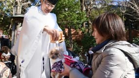 Un prêtre bénit un chien lors d'une cérémonie shintoïste, le 16 janvier 2017 à Tokyo