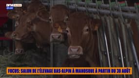 FOCUS : Salon de l'élevage bas-alpin à Manosque à partir du 30 août