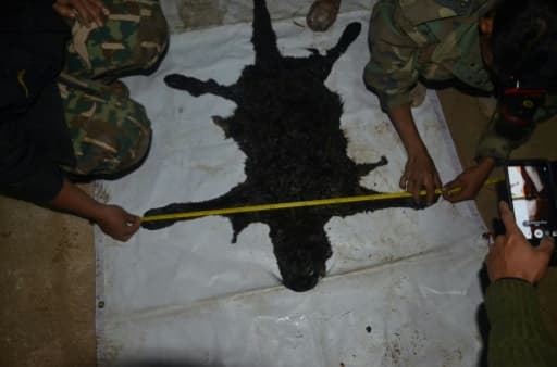 La peau d'un léopard noir tué par Premchai Karnasuta