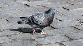Un pigeon (Photo d'illustration).