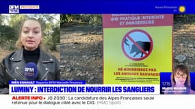 Marseille: interdiction de nourrir les sangliers dans le quartier de Luminy