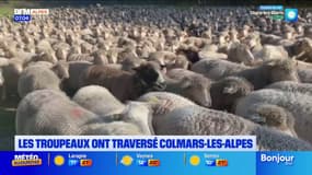 Colmars-les-Alpes: les troupeaux quittent les alpages pour le Revendran