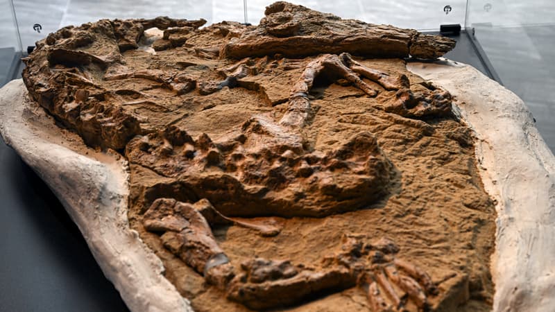 Pérou: découverte d'un rare fossile de crocodile marin de plus de 10 millions d'années