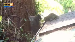 Un raton laveur apprend à son petit à grimper dans les arbres