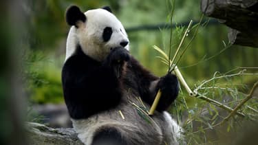 Huan Huan, la femelle panda du zoo de Beauval.