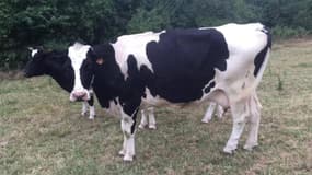 Eleveur de vaches, c'est 80h par semaine pour 350 euros par mois
