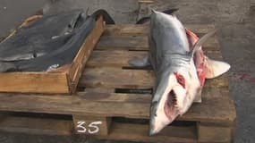 Le requin mako qui a attaqué Ramon Arufe lundi.