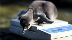 Un bébé manchot de Humboldt âgé de deux jours au zoo de Chester, le 5 avril 2016. 