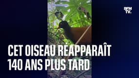 Papouasie-Nouvelle-Guinée: une espèce d'oiseau qu'on croyait éteinte depuis 140 ans découverte sur une île