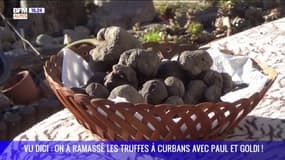 VU DICI : On a ramassé les truffes à Curbans avec Paul et Goldi ! 