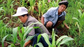 Des ouvriers agricoles en Corée du Nord, pou la récolte du riz, en juillet 2000.
