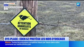 Pas-de-Calais: à Oye-plage, l'association Eden62 protège les nids d'oiseaux
