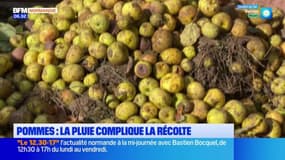 Normandie: la pluie complique la récolte des pommes