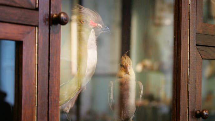 Près de 500 oiseaux empaillés ont été volés le 3 mars 2025 dans un musée de Loire-Atlantique (photo d'illustration)