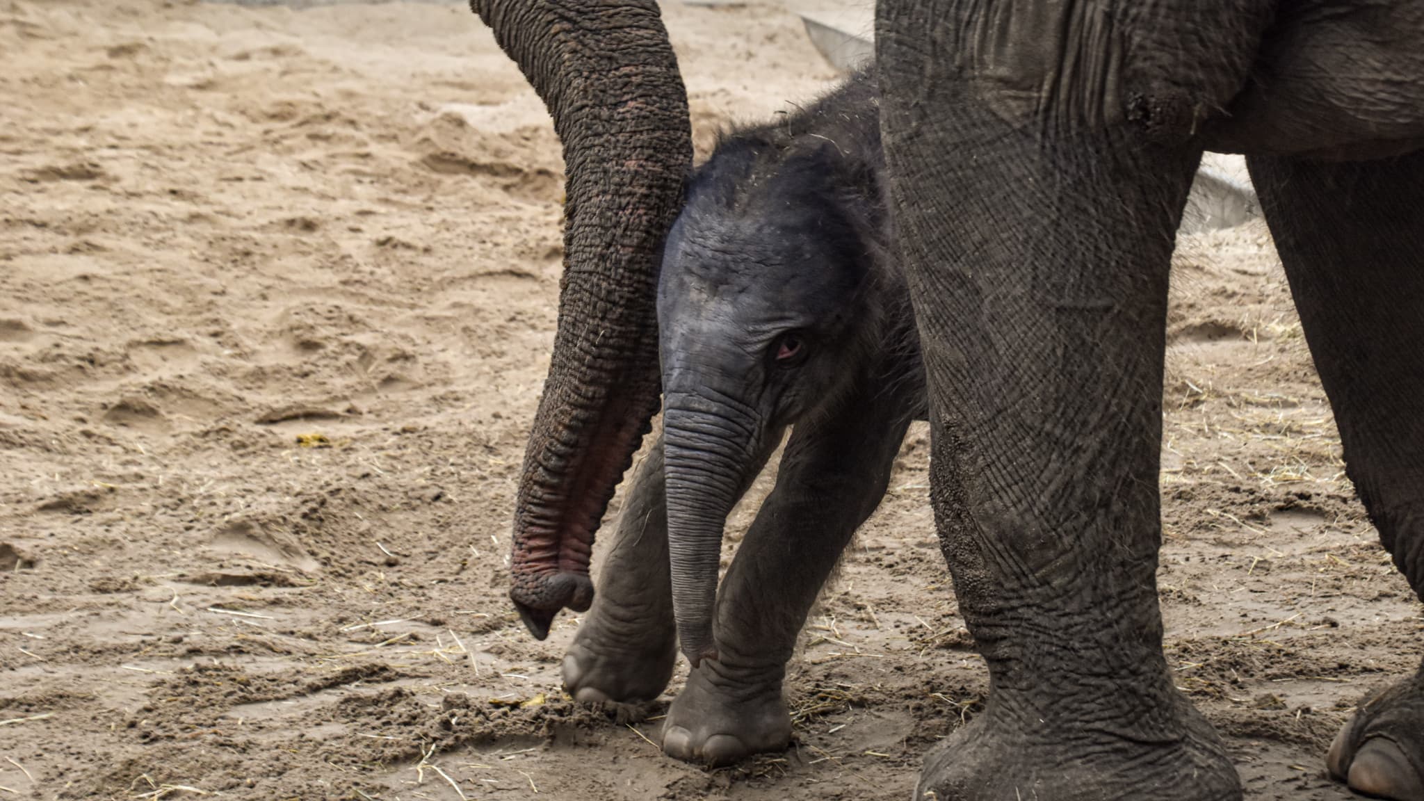 La bébé éléphant né ce samedi dans le zoo Pairi Daiza à côté de sa mère La bébé éléphant né ce samedi dans le zoo Pairi Daiza à côté de sa mère