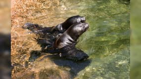 Einar et Malka, deux bébés otaries nés en juin 2024 au parc zoologique et botanique de Mulhouse (Haut-Rhin).