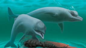 Une reproduction en trois dimensions du "Inermorostrum xenops", une ancienne espèce de dauphin, fournie par la Royal Society le 21 août 2017