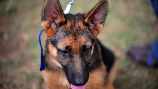 Un berger allemand - Image d'illustration