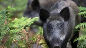 Un sanglier dans la réserve forestière de Rambouillet dans les Yvelines, le 31 juillet 2013. (Photo d'illustration)