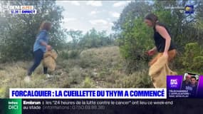 Forcalquier: la cueillette du thym a commencé