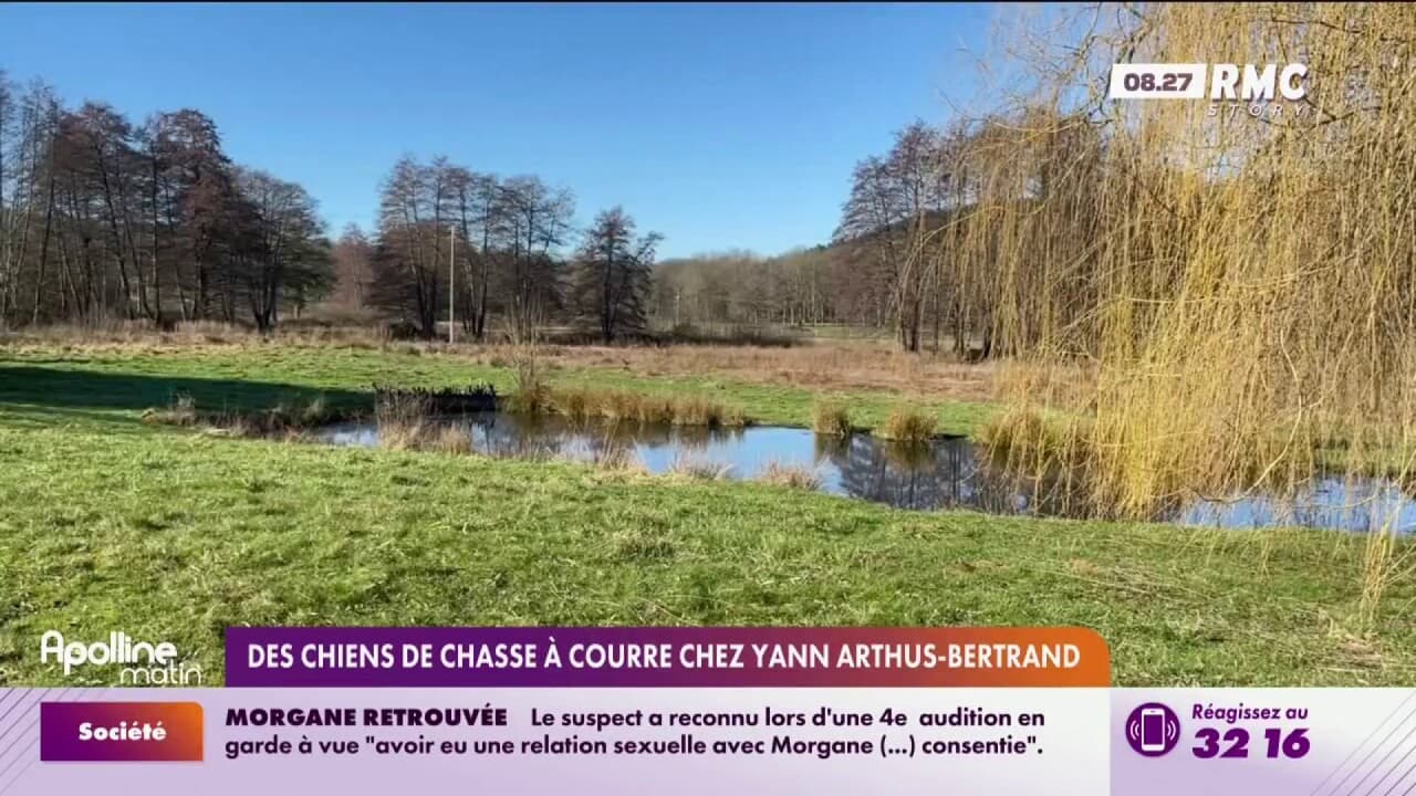 Des chiens de chasse à courre chez Yann Arthus Bertrand