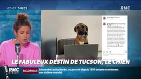 Le Fabuleux destin de Tucson le chien, devenu la star de la marque Hyundai