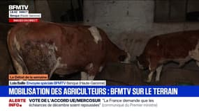 "Ce sont plusieurs générations qui s'en vont en fumée": cet agriculteur de Haute-Garonne attend les résultats de plusieurs de ses vaches, suspectées d'avoir contracté la dermatose bovine