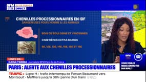 Paris: alerte aux chenilles processionnaires, qui font leur retour plus tôt que prévu