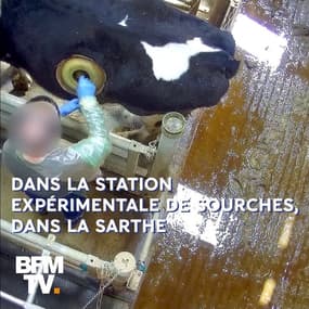"Vaches hublots": la nouvelle vidéo choc de L214