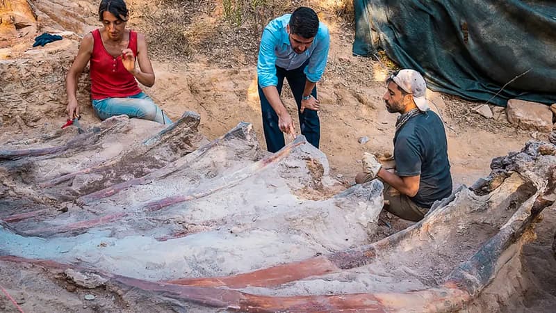 Des paléontologues travaillent à l'extraction d'une partie du squelette fossilisé d'un grand dinosaure sauropode, dans le centre du Portugal.