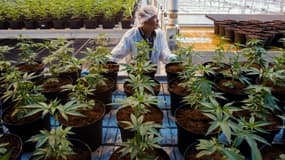 Une employée dans une plantation de cannabis, à Lincoln, Ontario, au Canada, le 12 octobre 2018.