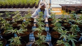 Une employée dans une plantation de cannabis, à Lincoln, Ontario, au Canada, le 12 octobre 2018.