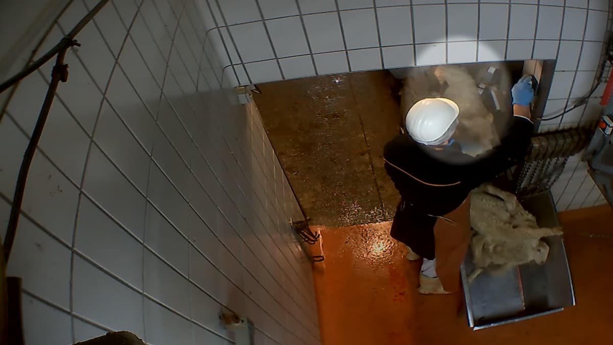 placeholder video