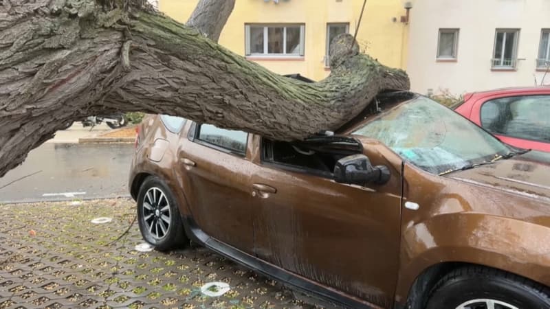 "L'arbre est passé à 30 cm": dégâts et choc dans l'Aude après le passage de la tempête Nils