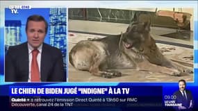 Un présentateur d'une chaîne pro-Trump se moque d'un des chiens de Joe Biden