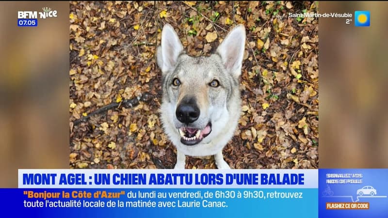 Peille: un chien tué par des coups de feu lors d'une balade, sa maîtresse porte plainte