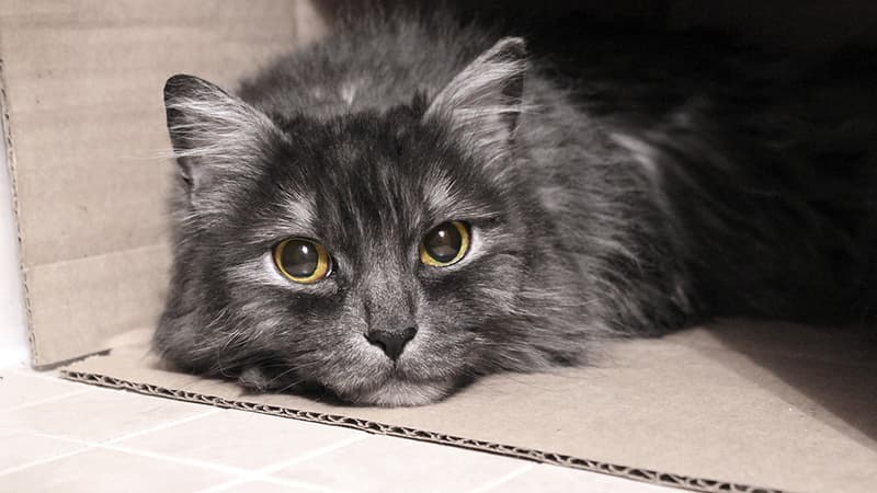Se collant contre l'enfant, le chat aurait réchauffé son corps. (Photo d'illustration)