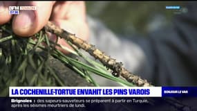 Var: les pins menacés par la cochenille-tortue