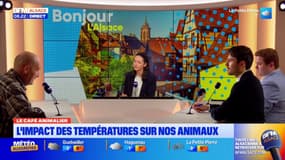 Le Café Animalier: l'impact des températures sur nos animaux