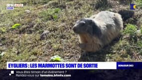 Eygliers: les marmottes sont de sortie pour le plus grand plaisir des promeneurs