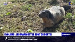 Eygliers: les marmottes sont de sortie pour le plus grand plaisir des promeneurs