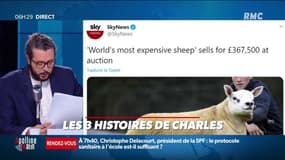 400 000€ pour le mouton le plus cher du monde