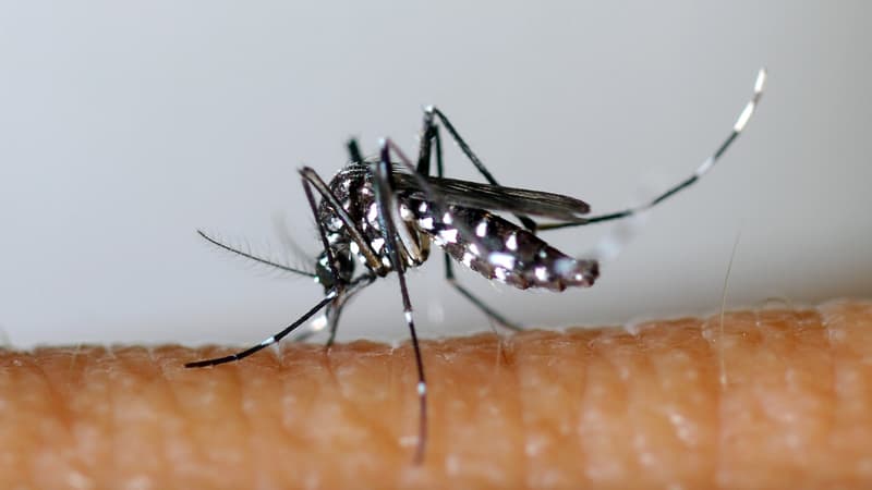 Le moustique tigre est le principal vecteur du virus du chikungunya.
