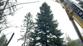 Le sapin du marché de Noël de Strasbourg 2024 a été coupé le 15 octobre dans les Vosges.