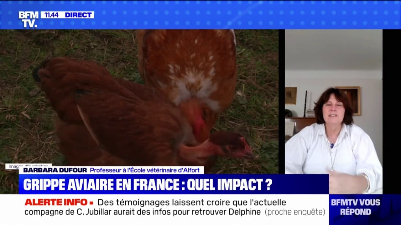 Quels impacts présente la grippe aviaire en France ? BFMTV répond à vos