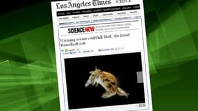 Le crabe David Hasselhoff a la carapace poilue.