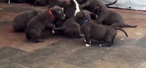 Un pitbull harcelé par neuf chiots