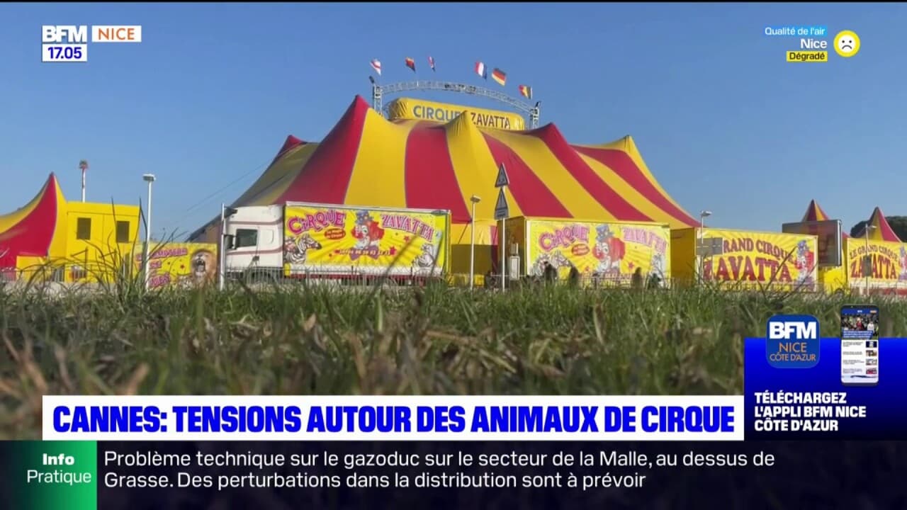 Cannes tensions autour de la présence d'un cirque avec des animaux