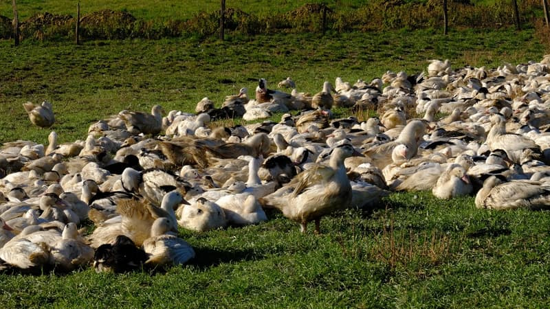 Grippe aviaire: le niveau de risque redescend d'